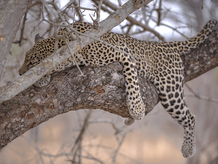 Leopard sleeping in tree
